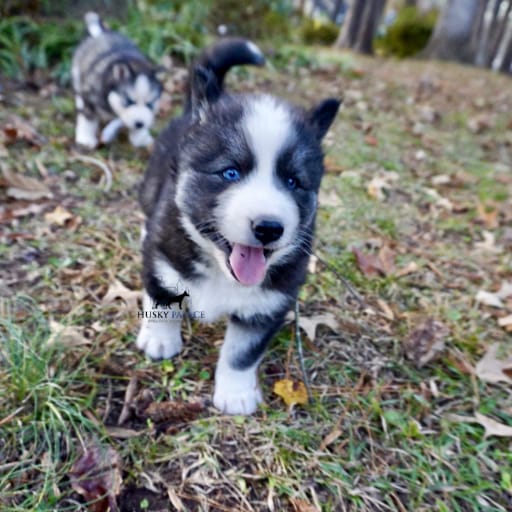 AKC Pumpkin 9